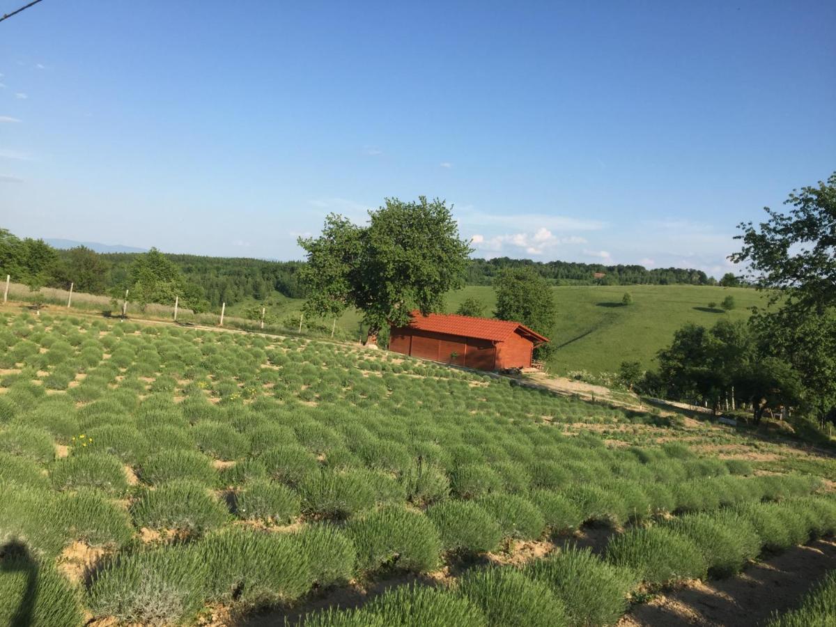 Rose Hip Hill Farm Bed and Breakfast Valea Tirnei Buitenkant foto