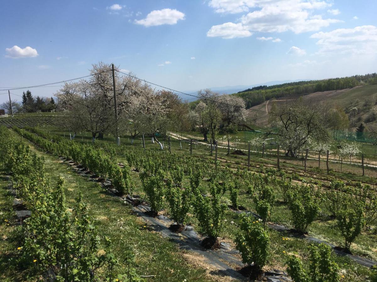 Rose Hip Hill Farm Bed and Breakfast Valea Tirnei Buitenkant foto